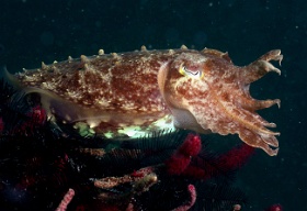 Komodo 2016 - Broadclub cuttlefish - Seiche - Sepia latimanus - IMG_7403_rc